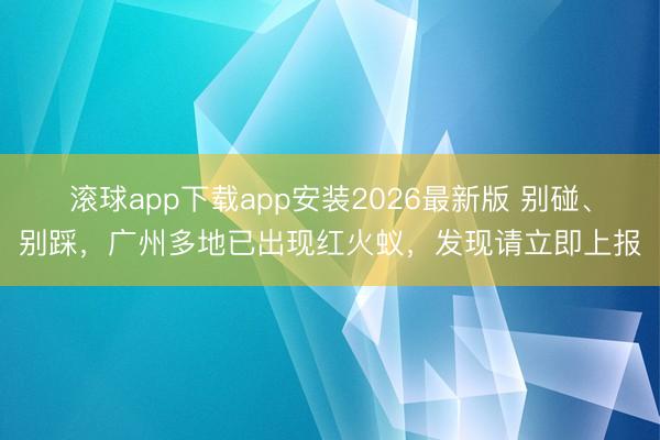 滚球app下载app安装2026最新版 别碰、别踩,广州多地已出现红火蚁,发现请立即上报